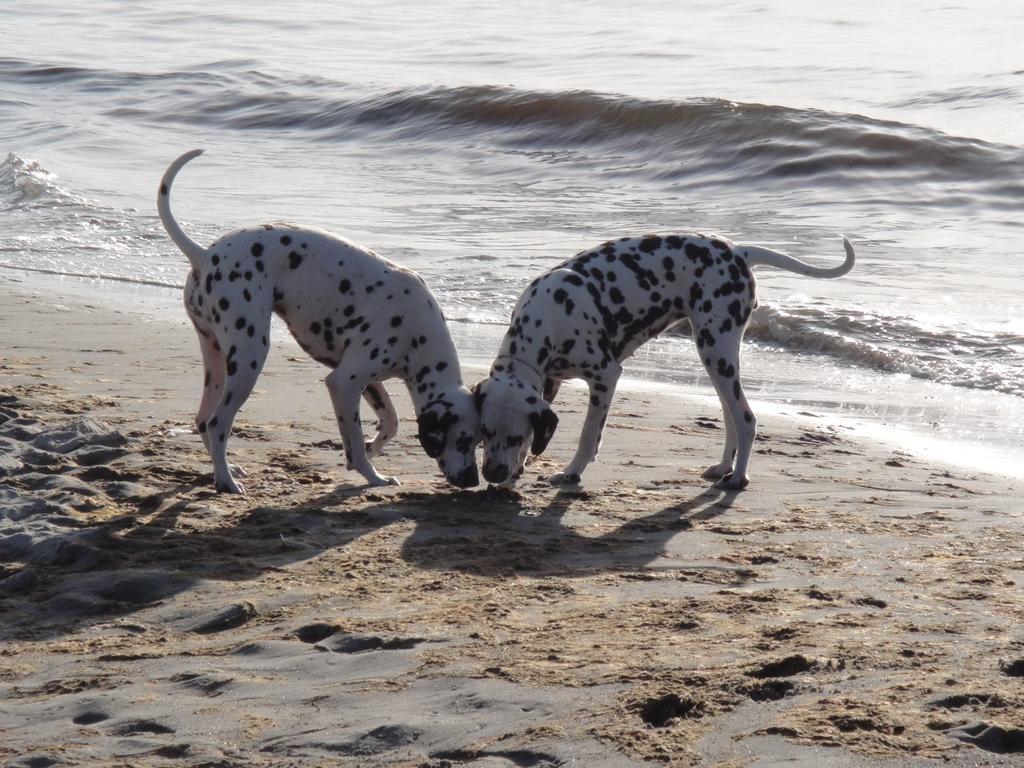 Apartment Residenz Lausitz - Fuer Urlaub Mit Hund